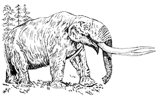 American mastodon