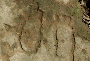 Footprint petroglyphs