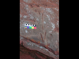 3FR0008_1 - Petroglyph