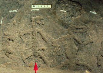 3VB0019_1 - Petroglyph