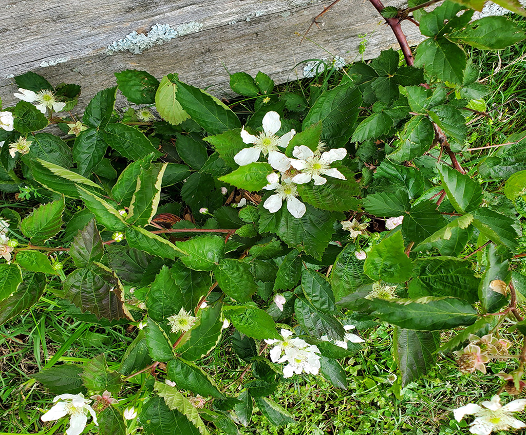 Plant with white flowers