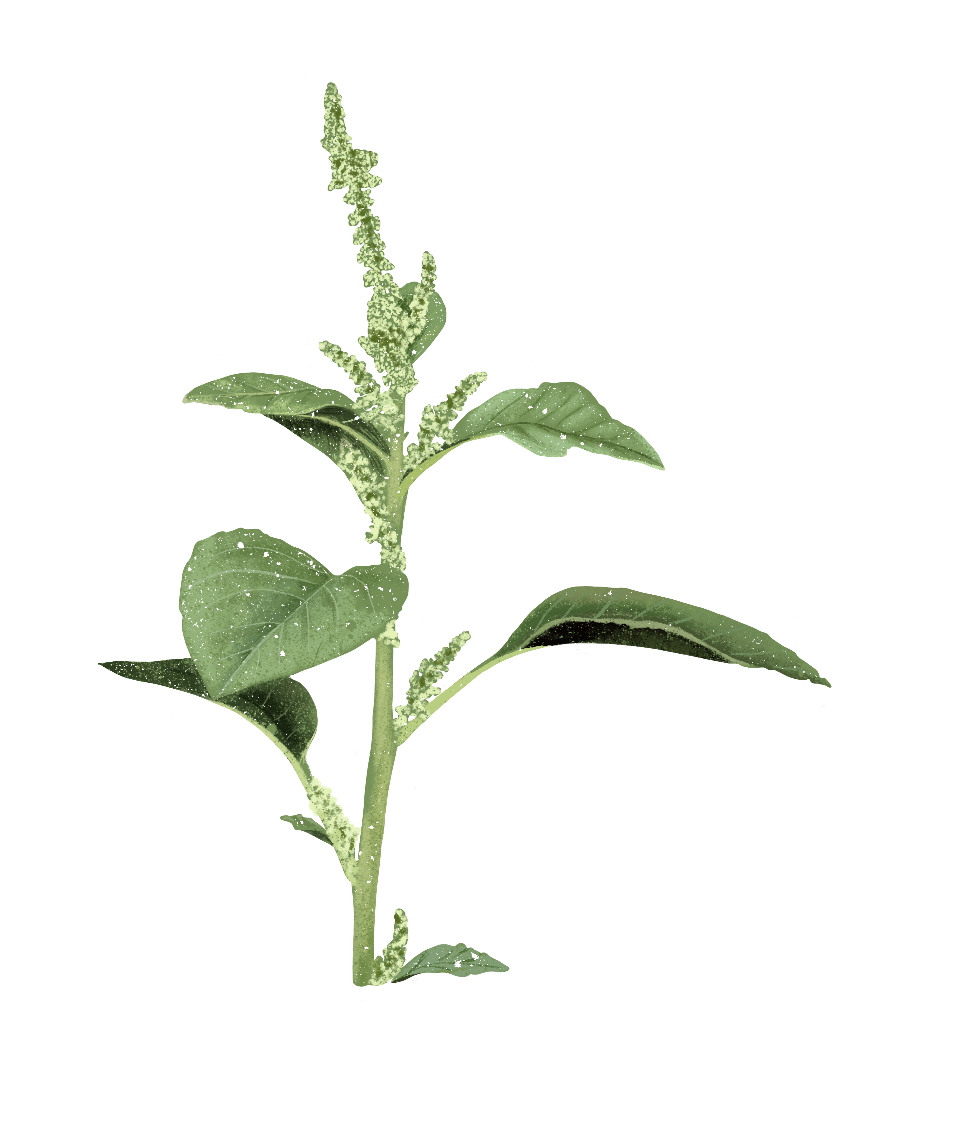 Drawing of an amaranth plant