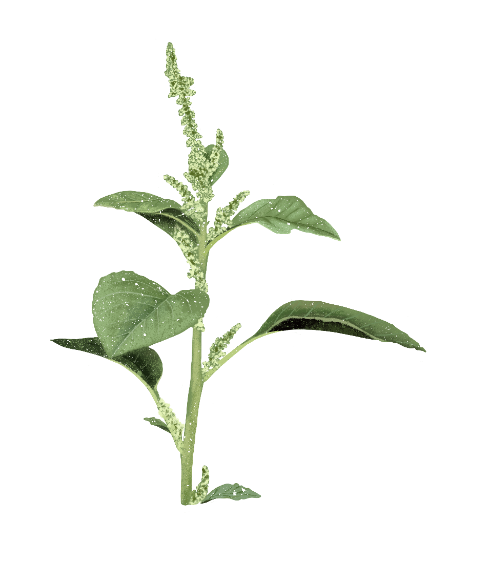 Amaranth Gathering, Gardening, and Agriculture