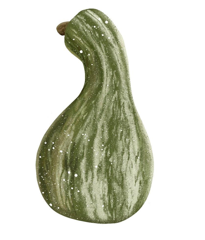 Drawing of a green and white striped squash