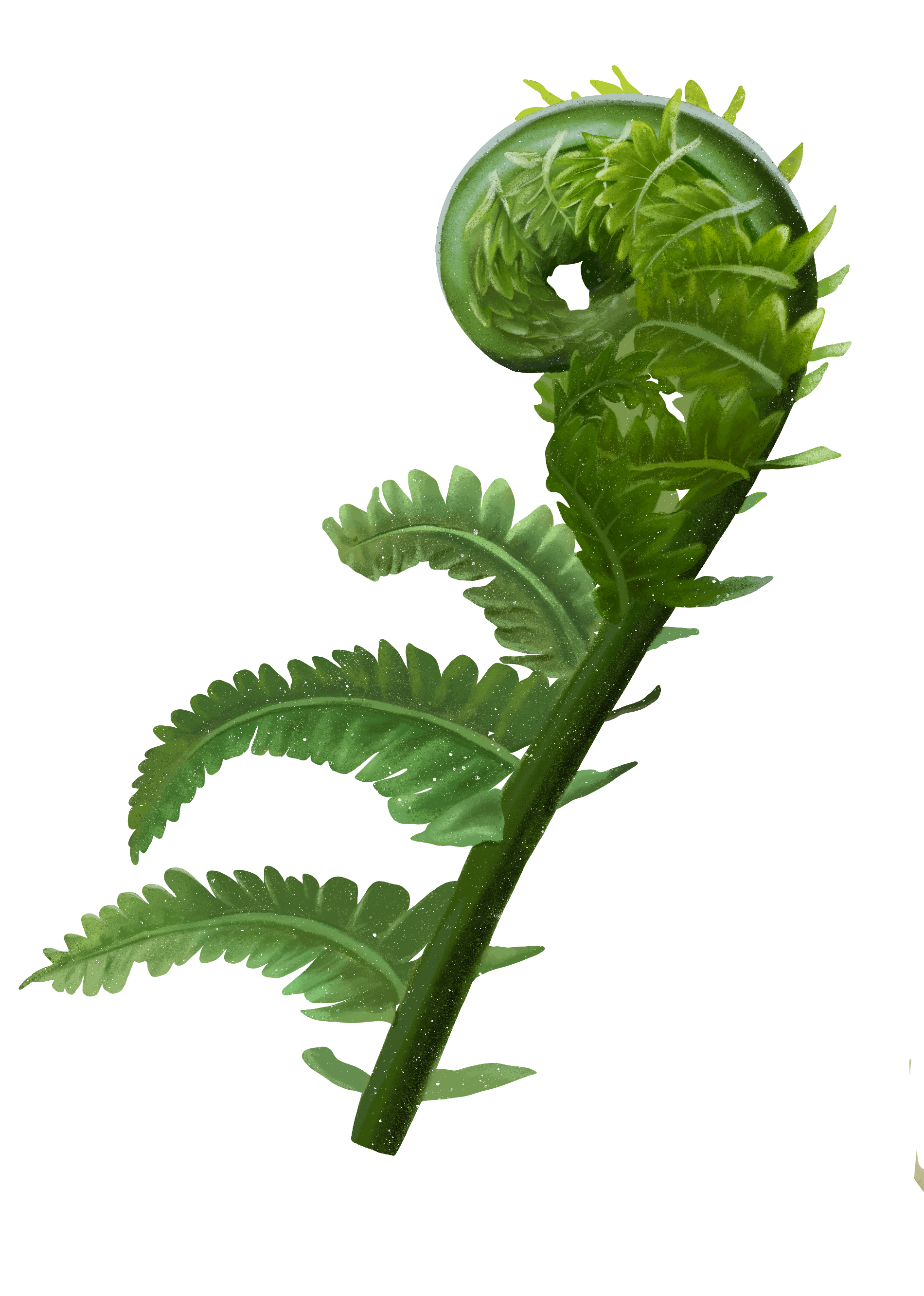 Drawning of fern unfurling