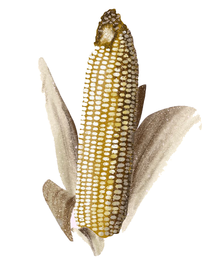 drawing of an eary of yellow corn