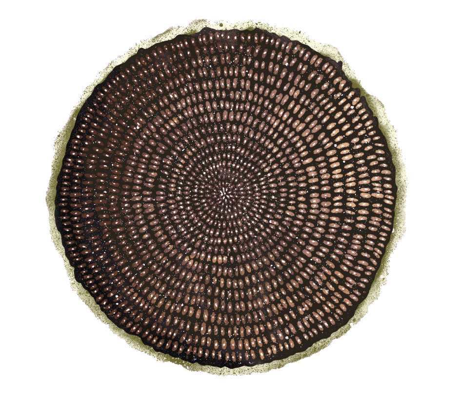 drawing of the center of a sunflower with seeds
