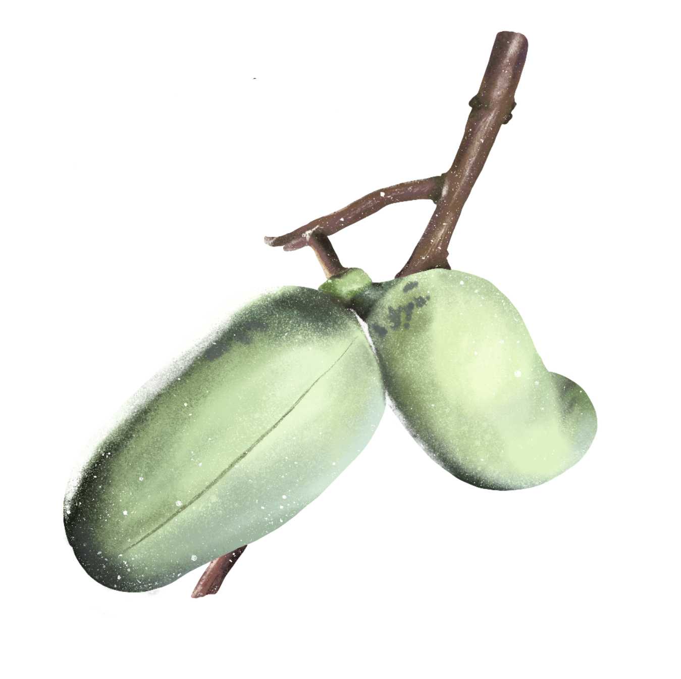 Drawing of two green fruits on a branch