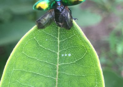 Shiny beetle on top of leaf