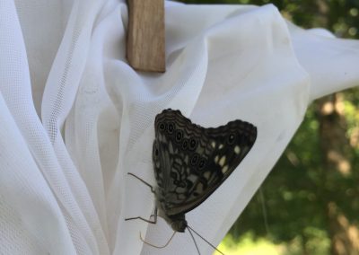 Dark butterfly on hanging white cloth