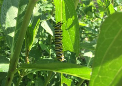 Yellow, white and black striped caterpillars