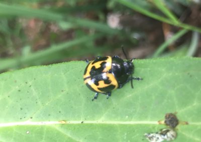 Tiny yellow and black beetle
