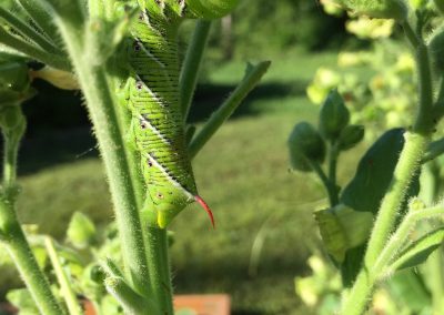 Green caterpillar with white and black diagonal stripes and dots with red spike on the end