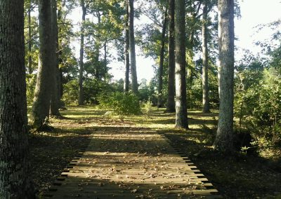 View down a wooded path