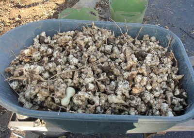 White roots in a wheel barrow