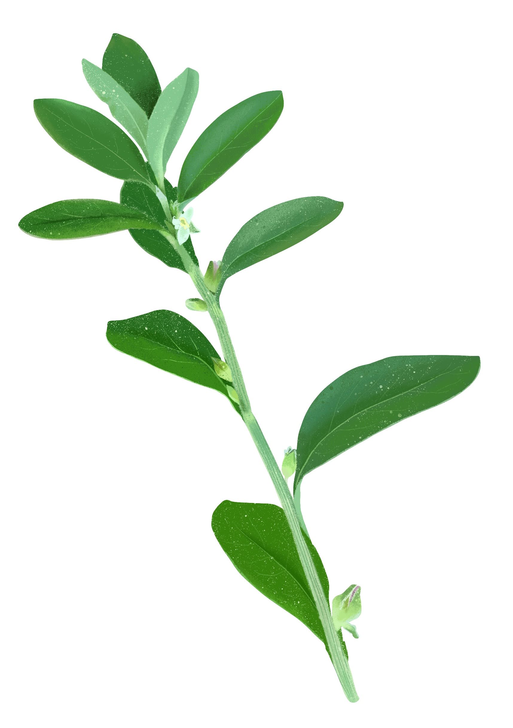 Drawing of plant stem with green leaves.