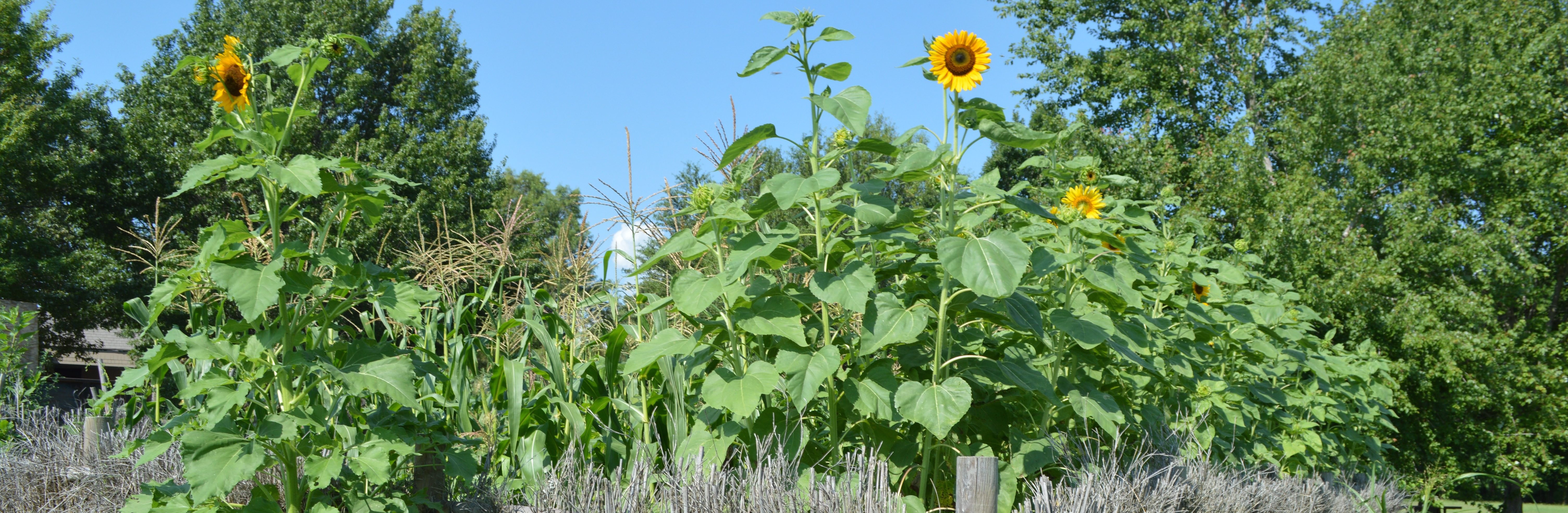 Sunflowers at the Mississippian Garden at Parkin Archeological State Park. Photograph by Jodi A. Barnes 2016.