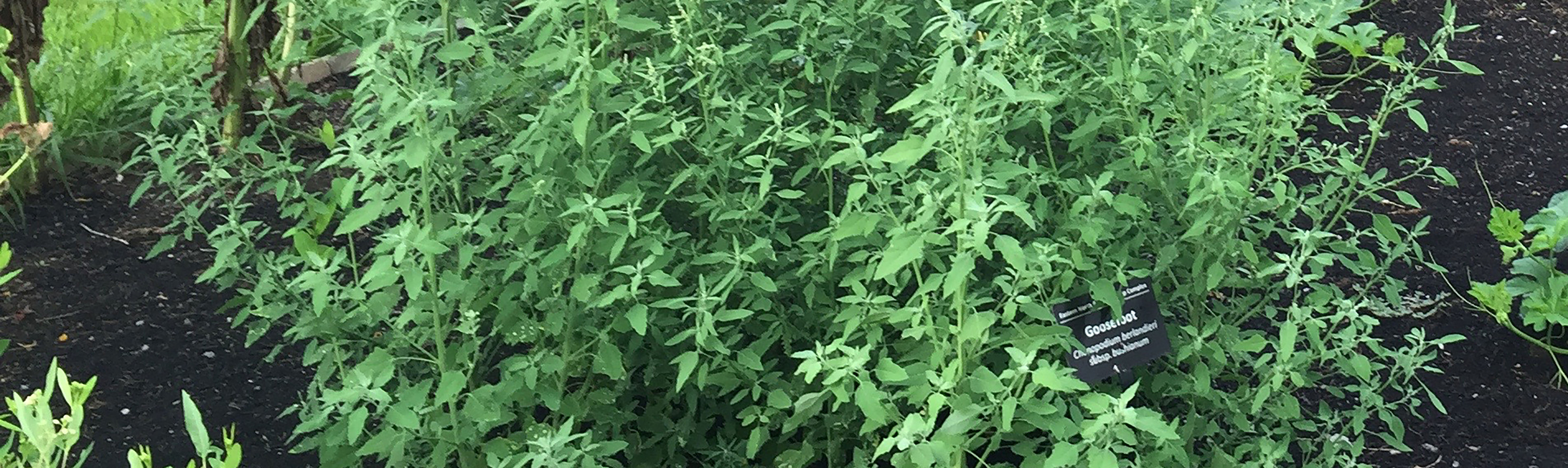 Goosefoot growing in the Plum Bayou Garden at Toltec Mounds Archeological State Park. Photograph by Elizabeth Horton, 2016.