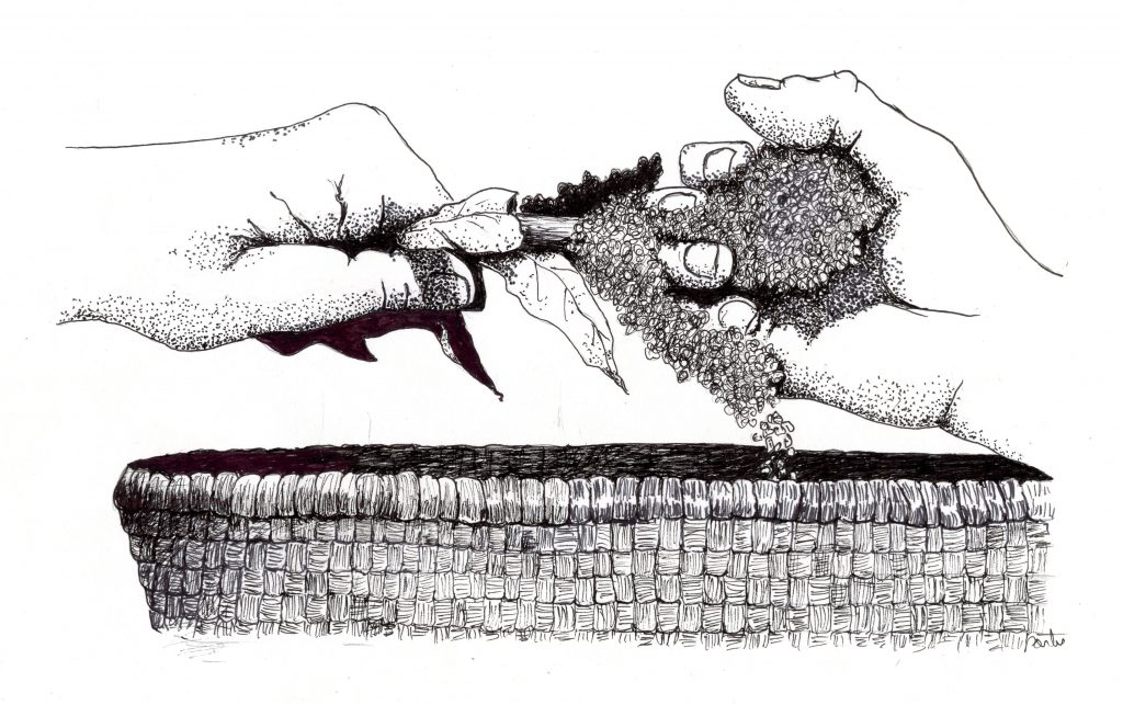 Harvesting wild edible seed was an important fall activity for Archaic foragers. Drawing by Larry Porter.