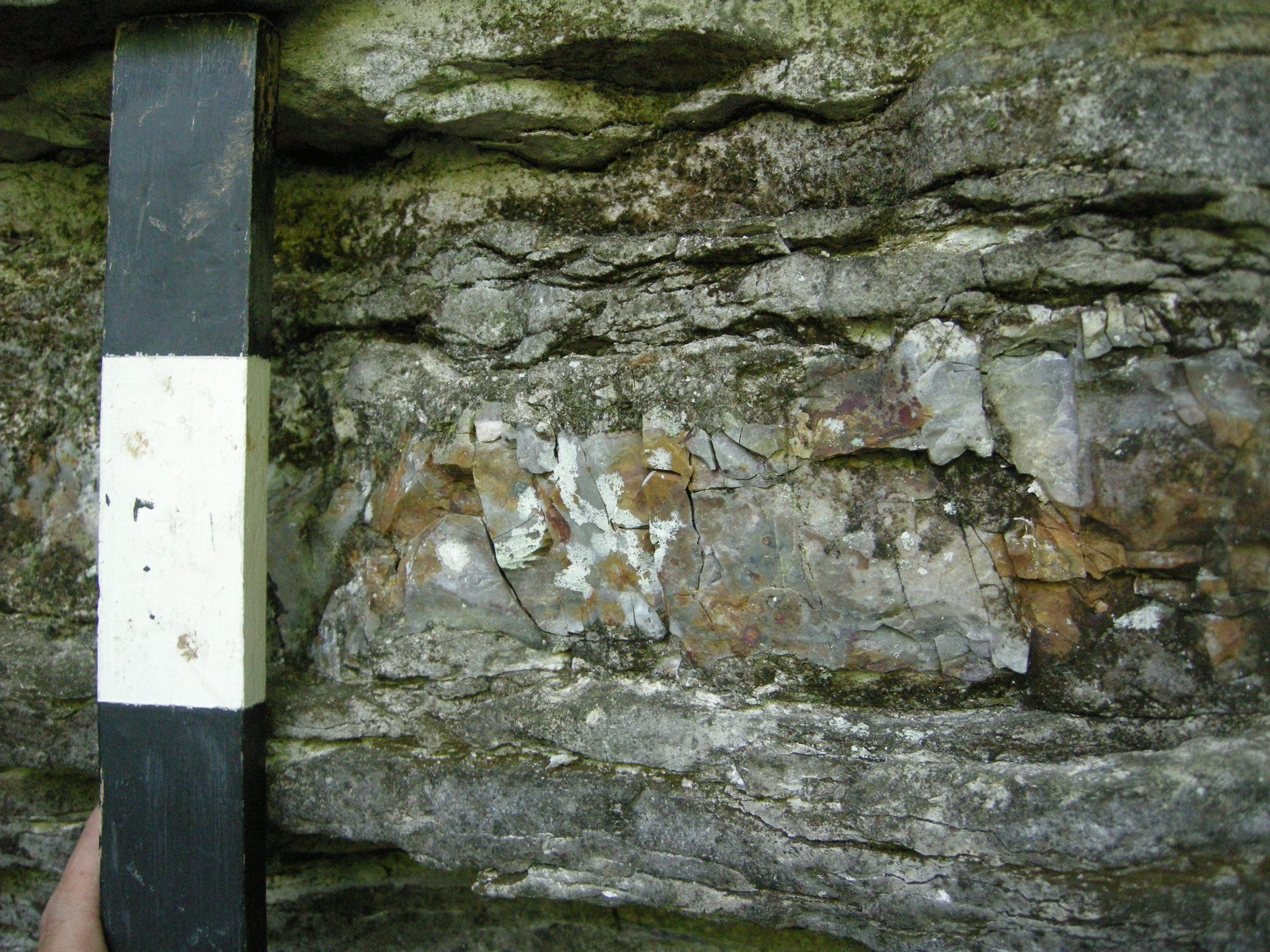 Interbedded limestone and chert at Breckenridge Shleter, Carroll County.