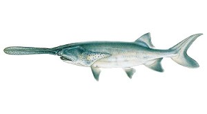 fish_paddlefish