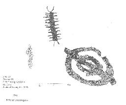 The Mistress of Animals - Rock Art 140 — HQ Downloads