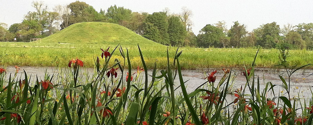 Swamp Iris blooming at Toltec Mounds Archeological State Park & Research Station