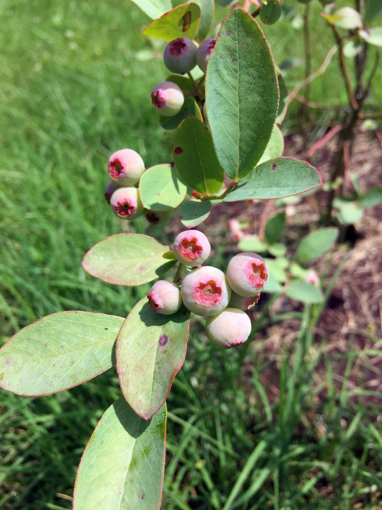 Eliiott’s Blueberries (Vaccinium elliottii) in the economic shrubs adjacent to the Plum Bayou Garden, June 2015