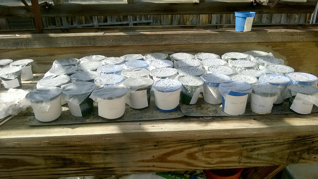 Seedlings for food plants as well as species used as fiber to make cordage take root at WRI Research Station in Morrilton.