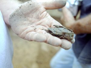 Figure 7. Unknown object found in a feature below a tavern in Lot 35 at Davidsonville.