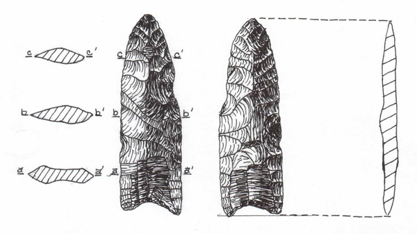 Figure 1. Fluted point (ARAS-1), actual size, from Arkansas Paleoindian Database, typed as a Sedgwick point in Morse and Morse (1983).