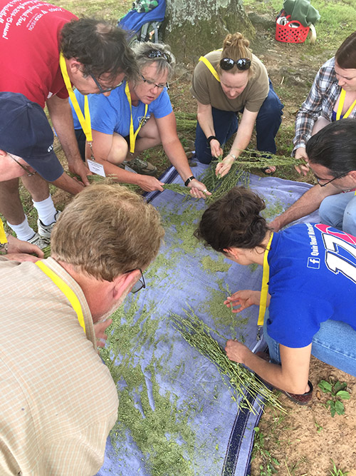 Ethnobotany students work with Elizabeth Horton on an experiment processing goosefoot (Chenopodium berlandieri) from the Plum Bayou Garden.