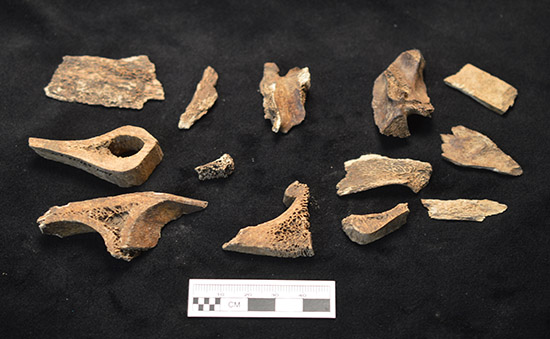 Figure 5. Animal bones recovered from the kitchen excavations.