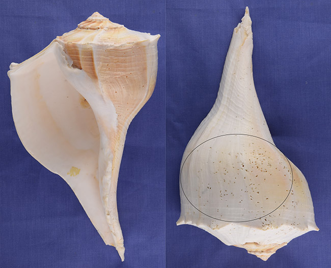 Figure 2. Modern lightning whelk shell from Florida. The oval shows where a gorget could be cut from the body whorl.