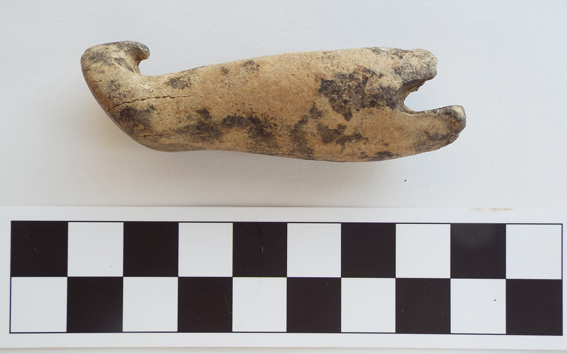 Figure 1. Side view showing hook and prongs. The scale is in centimeters. Photo by Larry Porter, ARAS/WRI.