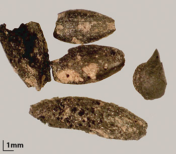 Toltec Type X seeds