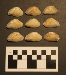 Figure 1. Shells of Epioblasma triquetra from the Heber Springs site.