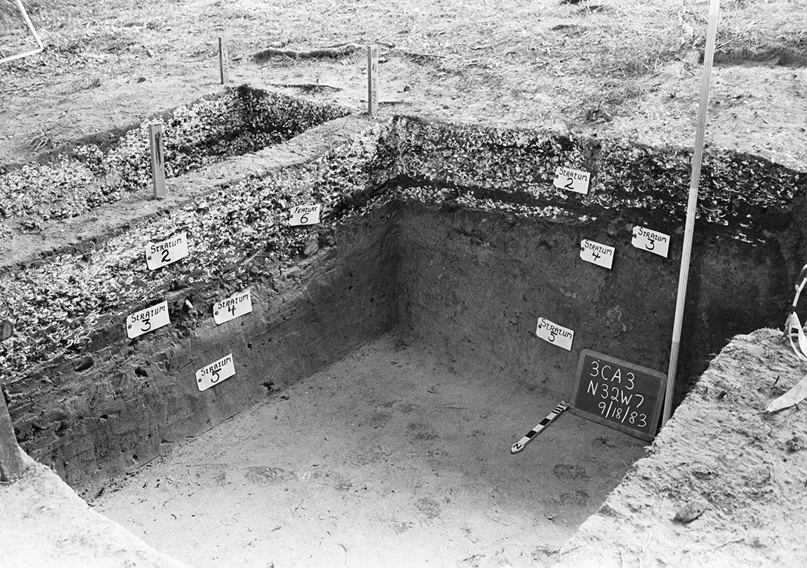 Figure 2. Profile view of a shell midden excavated at the Bangs Slough site (3CA3) in south Arkansas (ARAS Negative 835810).