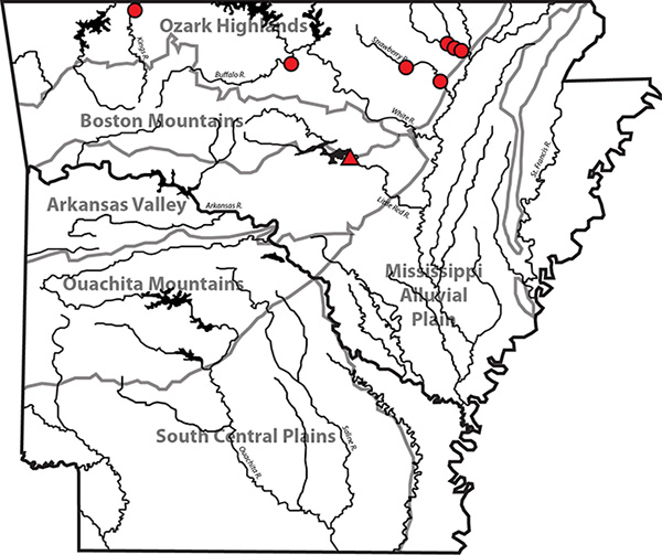 Figure 3. Location of the Heber Springs site (red triangle) and streams where living specimens of Epioblasma triquetra have been documented by modern surveys of freshwater mussels (red circles).